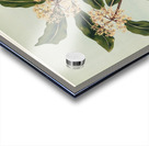 Sarah Featon 030 Acrylic print