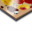 Album van Eeden : Haarlems flora : 1872-1881 Acrylic print