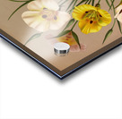 Album van Eeden : Haarlems flora : 1872-1881 Acrylic print