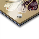 Album van Eeden : Haarlems flora : 1872-1881 Acrylic print