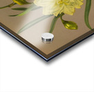 Album van Eeden : Haarlems flora : 1872-1881 Acrylic print