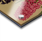 Album van Eeden : Haarlems flora : 1872-1881 Acrylic print