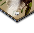 Album van Eeden : Haarlems flora : 1872-1881 Acrylic print