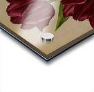 Album van Eeden : Haarlems flora : 1872-1881 Acrylic print