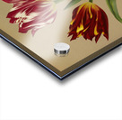 Album van Eeden : Haarlems flora : 1872-1881 Acrylic print