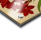 Album van Eeden : Haarlems flora : 1872-1881 Acrylic print