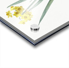 Daffodil illustration  Acrylic print