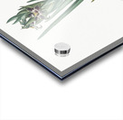 Ferraria illustration  Acrylic print