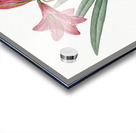 Hippeastrum illustration  Acrylic print