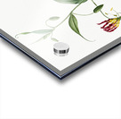 Flame lily illustration  Acrylic print