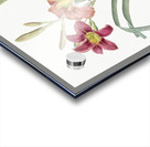 Orange day lily illustration  Acrylic print