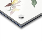 Lady slipper orchid illustration  Acrylic print