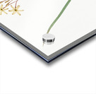 Ixia longiflora illustration  Acrylic print