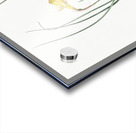 Daffodil illustration  Acrylic print