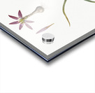 Spring meadow saffron illustration  Acrylic print