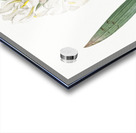 Iris florentina illustration  Acrylic print