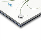 Brimeura illustration  Acrylic print