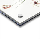 Lady tulip illustration  Acrylic print