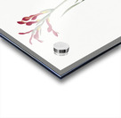 Gladiolus cunonius illustration  Acrylic print