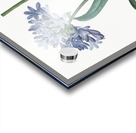 Lily of the Nile illustration  Acrylic print