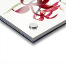 Lily illustration  Acrylic print