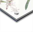 Amaryllis illustration  Acrylic print