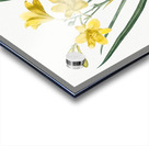 Daylily illustration  Acrylic print