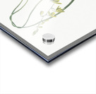 Albuca illustration Acrylic print