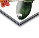 Blood lily illustration  Acrylic print