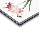 Guernsey lily illustration  Acrylic print