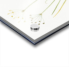 Allium straitum illustration  Acrylic print