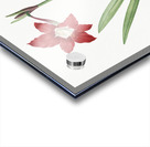 Hippeastrum illustration  Acrylic print
