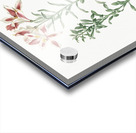 Lily of the Incas illustration  Acrylic print