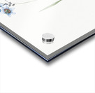 Galaxia ixiaeflora illustration  Acrylic print