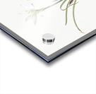 Rain lily illustration  Acrylic print