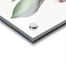 Koemferia longa illustration  Acrylic print