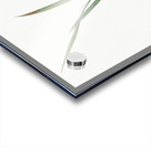 Gladiolus inclinatus illustration  Acrylic print