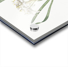 Sea daffodil illustration  Acrylic print