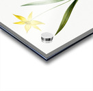 Tulipa celsiana illustration  Acrylic print