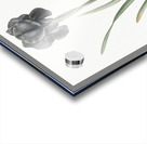 Mourning iris illustration  Acrylic print