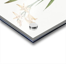 Gladiolus cuspidatus illustration  Acrylic print