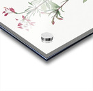 Lily of the Incas illustration  Acrylic print