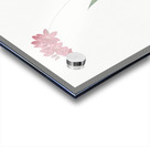 Ixia filiformis illustration  Acrylic print