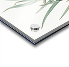 Fortnight lily illustration  Acrylic print