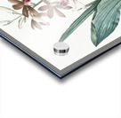 Limodorum tankervilleae illustration  Acrylic print