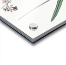 Epidendrum bifidum illustration  Acrylic print