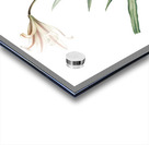 Amaryllis Broussonetii illustration  Acrylic print