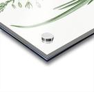 Albuca cornuta illustration  Acrylic print