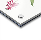 Lachenalia pendula illustration  Acrylic print