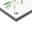 Lachenalia pendula illustration  Acrylic print